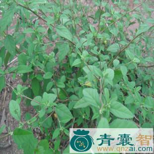 中药材黄花地挑花图片