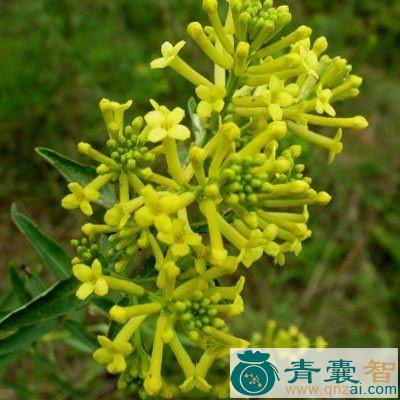 中药材黄花地锦苗图片