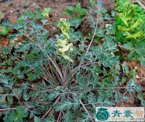 中药材黄花堇菜图片