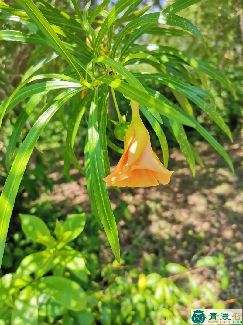 黄花夹竹桃叶的性味归经以及功效用法和注意事项-青囊智