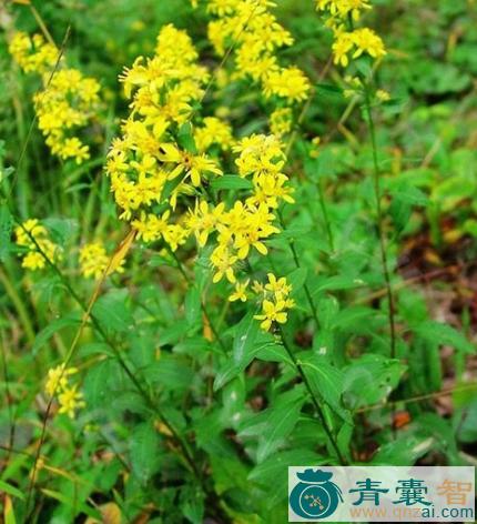 中药材黄花子草图片