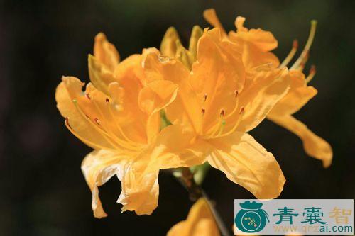 中药材黄花杜鹃图片