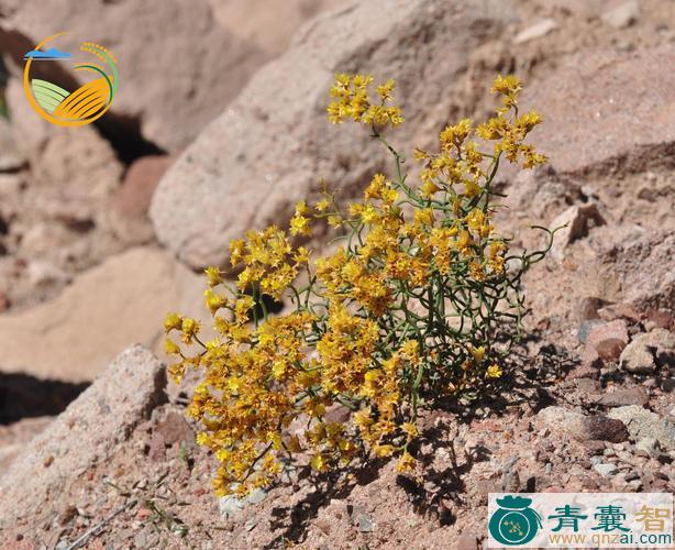 中药材黄花矶松图片