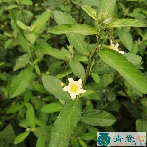中药材黄花稔图片
