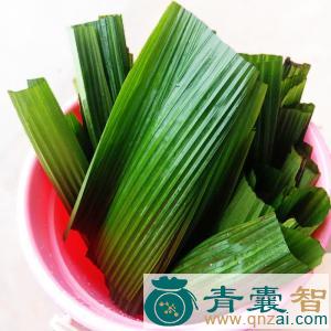 中药材黄花粑粑叶图片