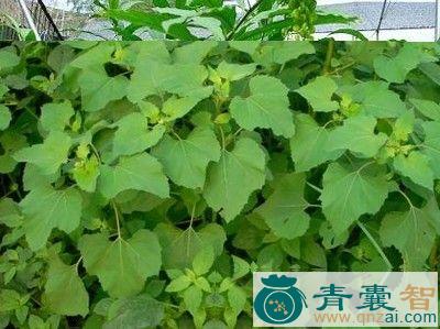 中药材黄花虱麻头图片