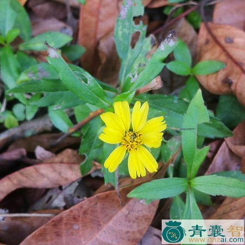 中药材黄花蟛蜞草图片