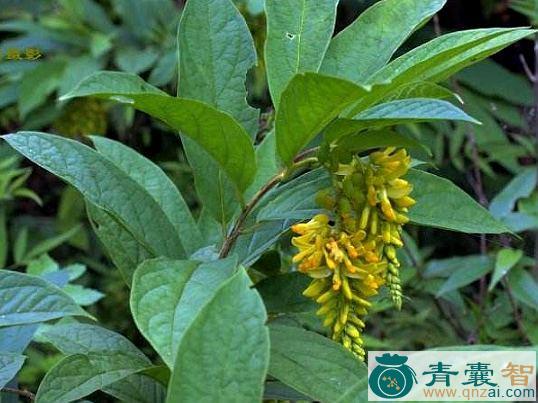 中药材黄花远志图片
