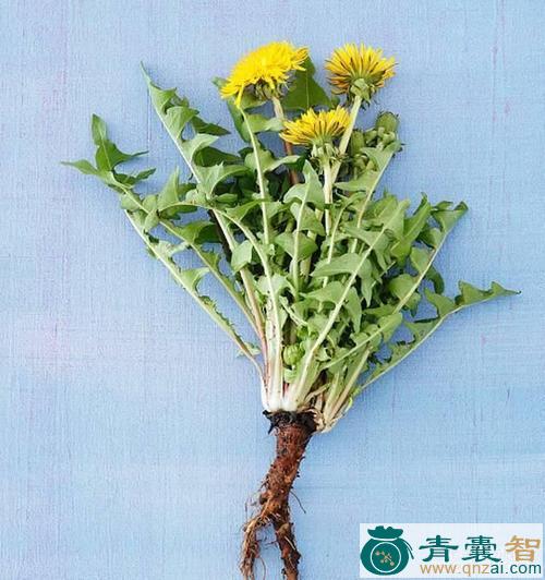 中药材黄花郎图片