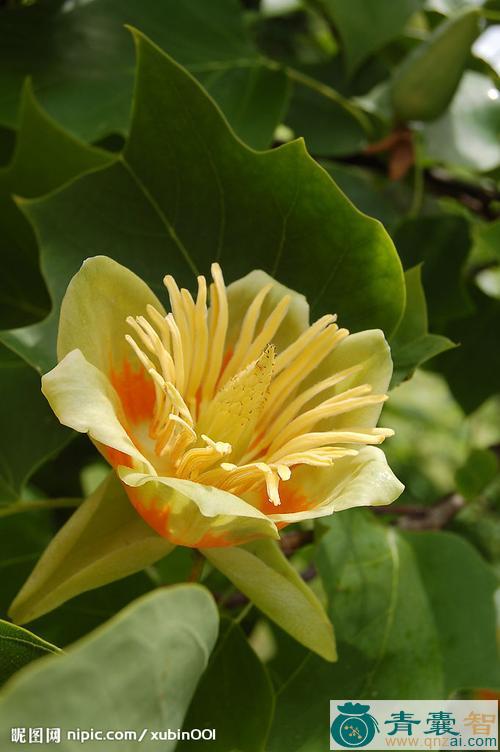 中药材黄花野百合图片