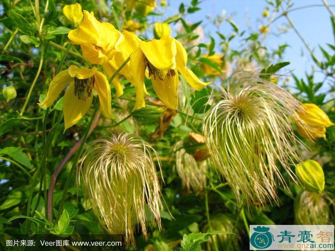 中药材黄花铁线莲图片