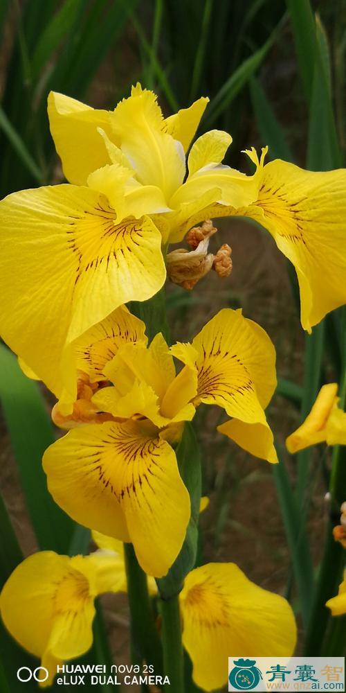 中药材黄花马兰图片