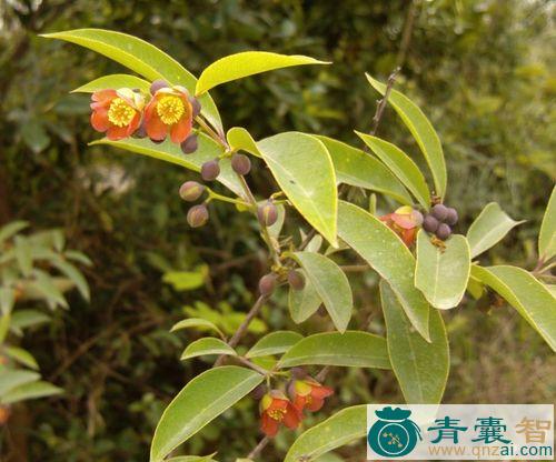 中药材黄芽木图片