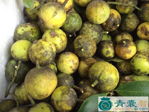 中药材黄芽果图片