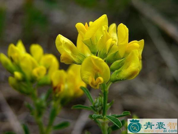 中药材黄苜蓿图片