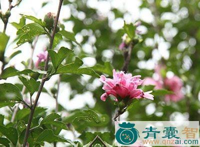 黄茄花的性味归经以及功效用法-青囊智