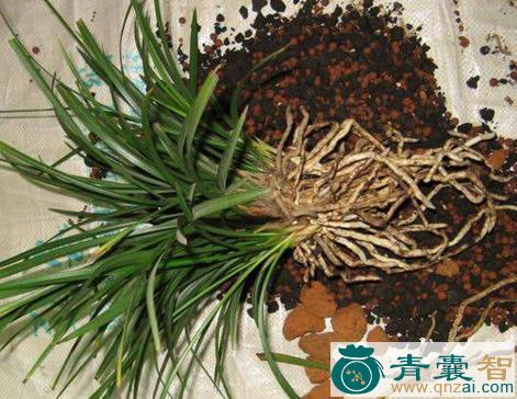 中药材黄茄花根图片