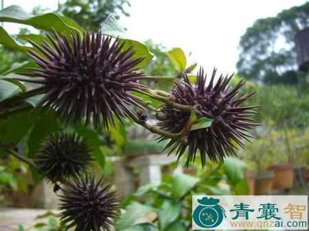 中药材黄茨果图片