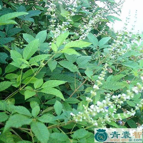 中药材黄荆图片