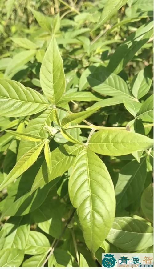 中药材黄荆枝图片