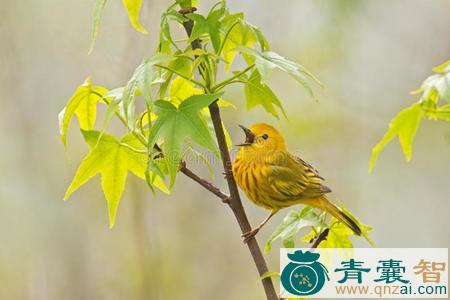 中药材黄莺图片