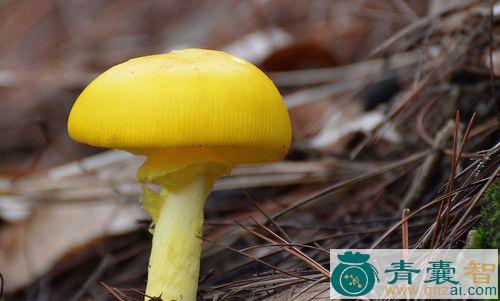 中药材黄蘑菇图片