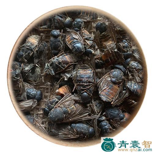 中药材黄虻图片