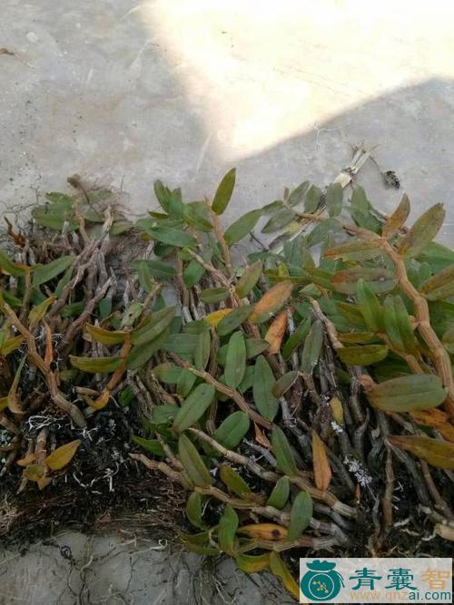 中药材黄蚂草图片