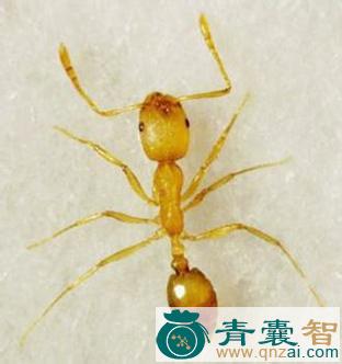 中药材黄蚂蚁图片