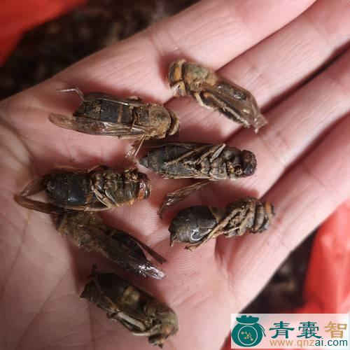 中药材黄蜂图片