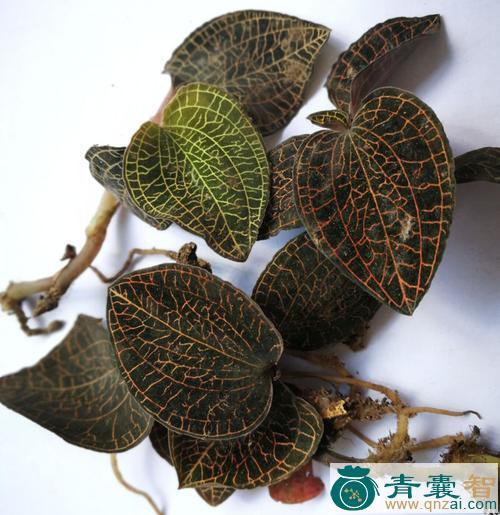 中药材黄金线图片