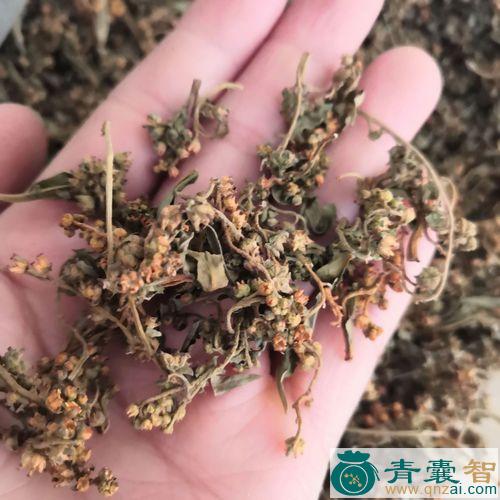 中药材黄零草图片