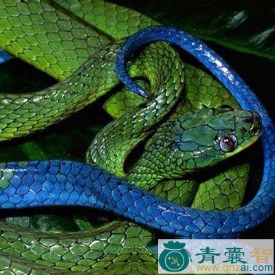 黄颔蛇骨的性味归经以及功效用法-青囊智