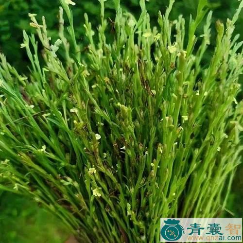 中药材黄食草图片