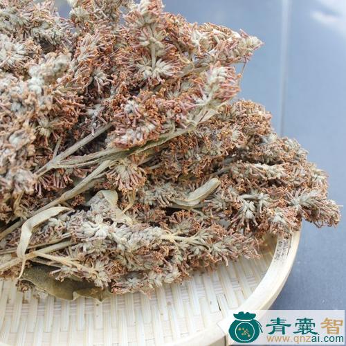 中药材黄饭花图片