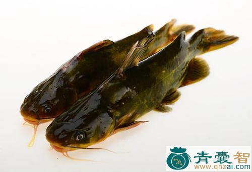 中药材黄骨鱼图片