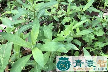 中药材黄鳝草图片