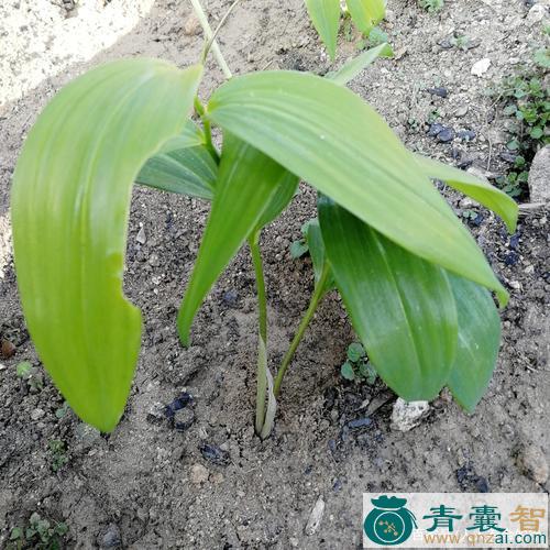 中药材黄鸡兰图片