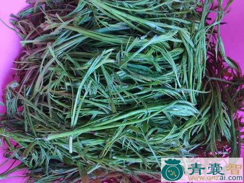 黄鹂芽的性味归经以及功效用法-青囊智