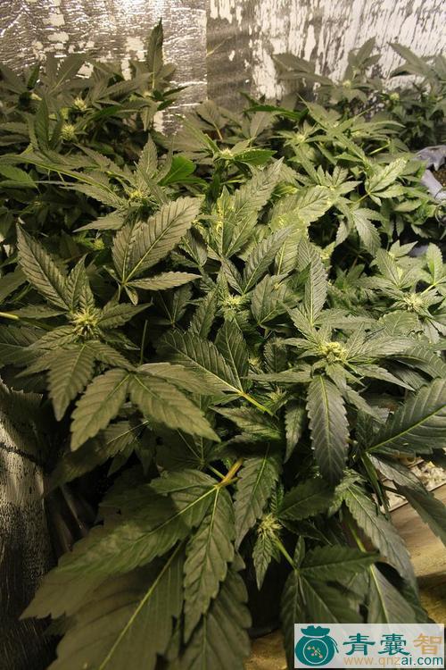 黄麻叶的性味归经以及功效用法和注意事项-青囊智
