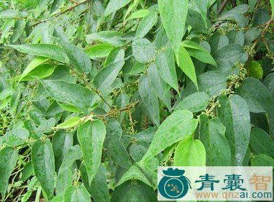 中药材黄麻梗虫图片