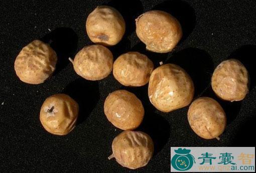 中药材黄麻虫图片