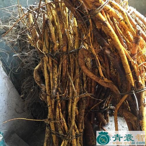中药材黄龙脱衣图片
