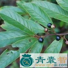 中药材黎辣根图片