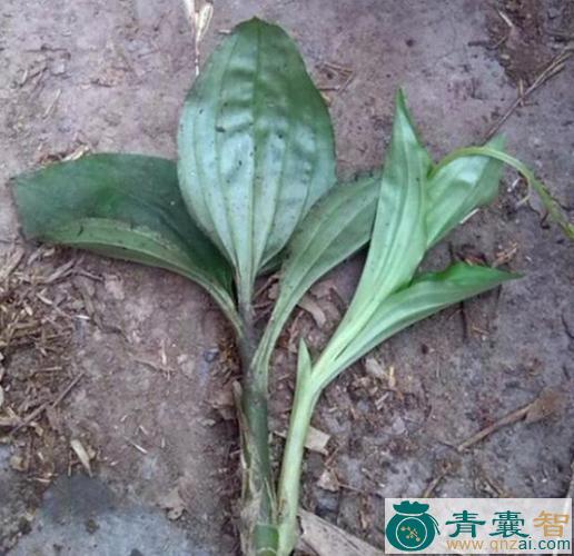 中药材黑兰图片