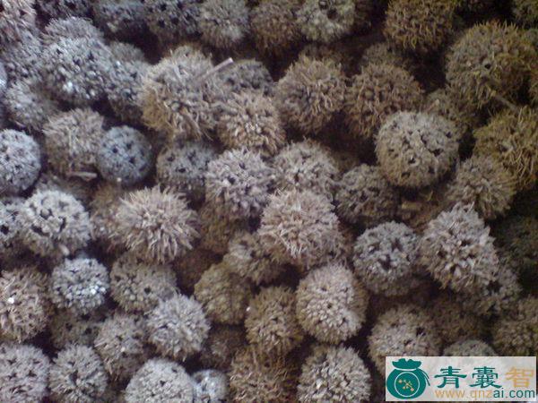 中药材黑刺图片