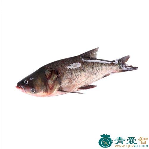中药材黑包头鱼图片