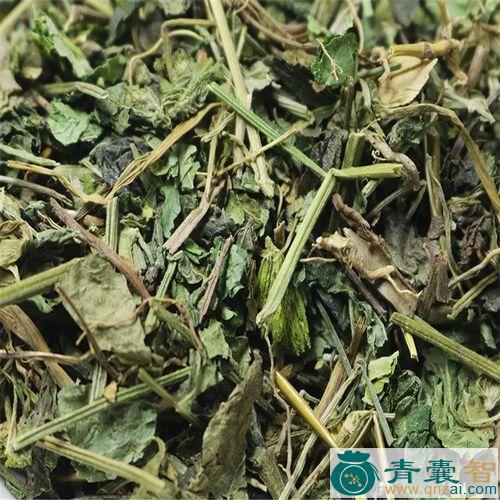 黑叶爵床的性状性味归经以及功效用法和注意事项-青囊智