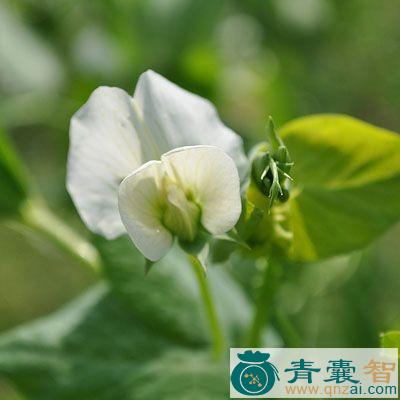 黑大豆花的性味归经以及功效用法-青囊智