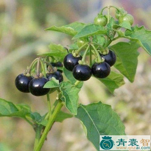 中药材黑天天图片